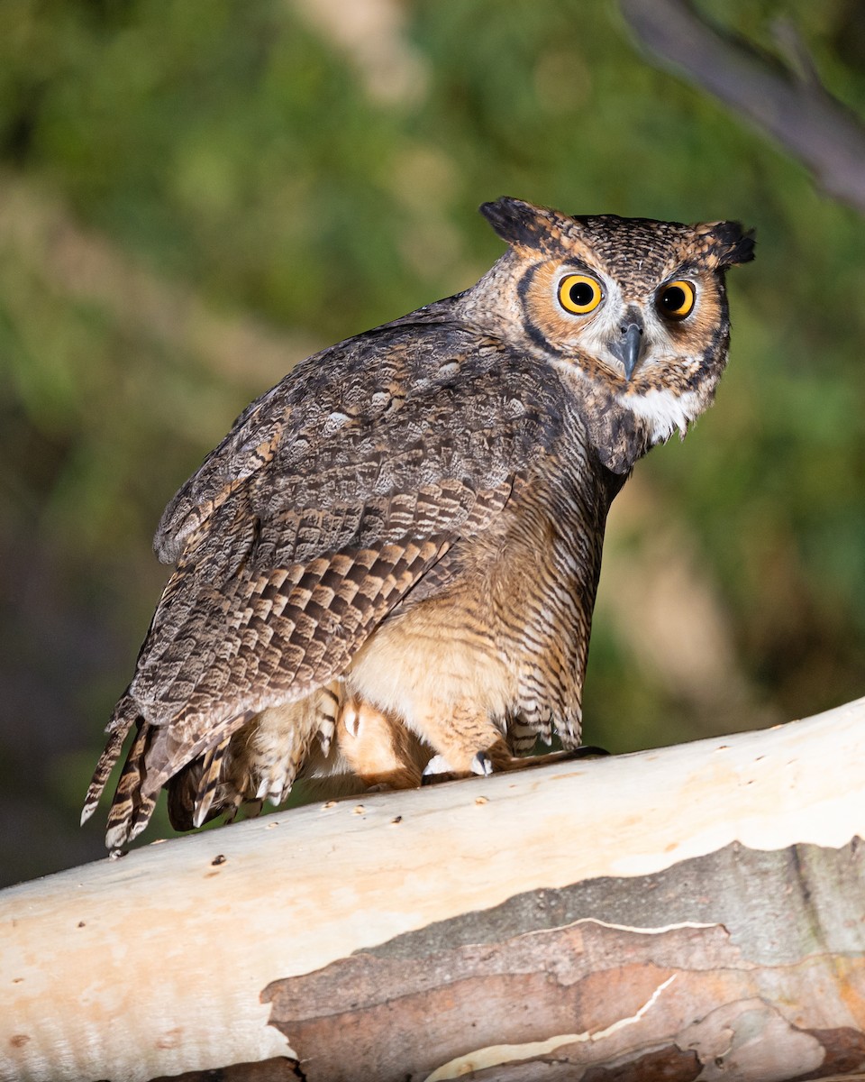 Great Horned Owl - ML429974741