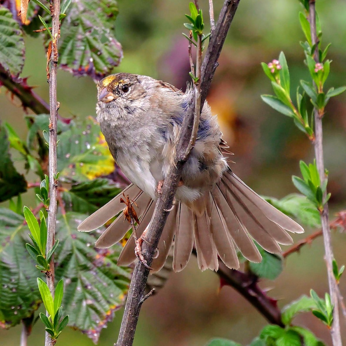 Golden-crowned Sparrow - ML429974891
