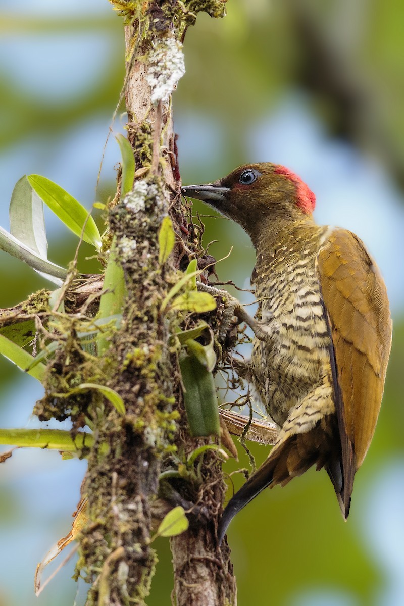Rufous-winged Woodpecker - ML429975361