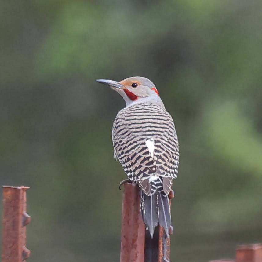 Northern Flicker (Yellow-shafted x Red-shafted) - ML429976291