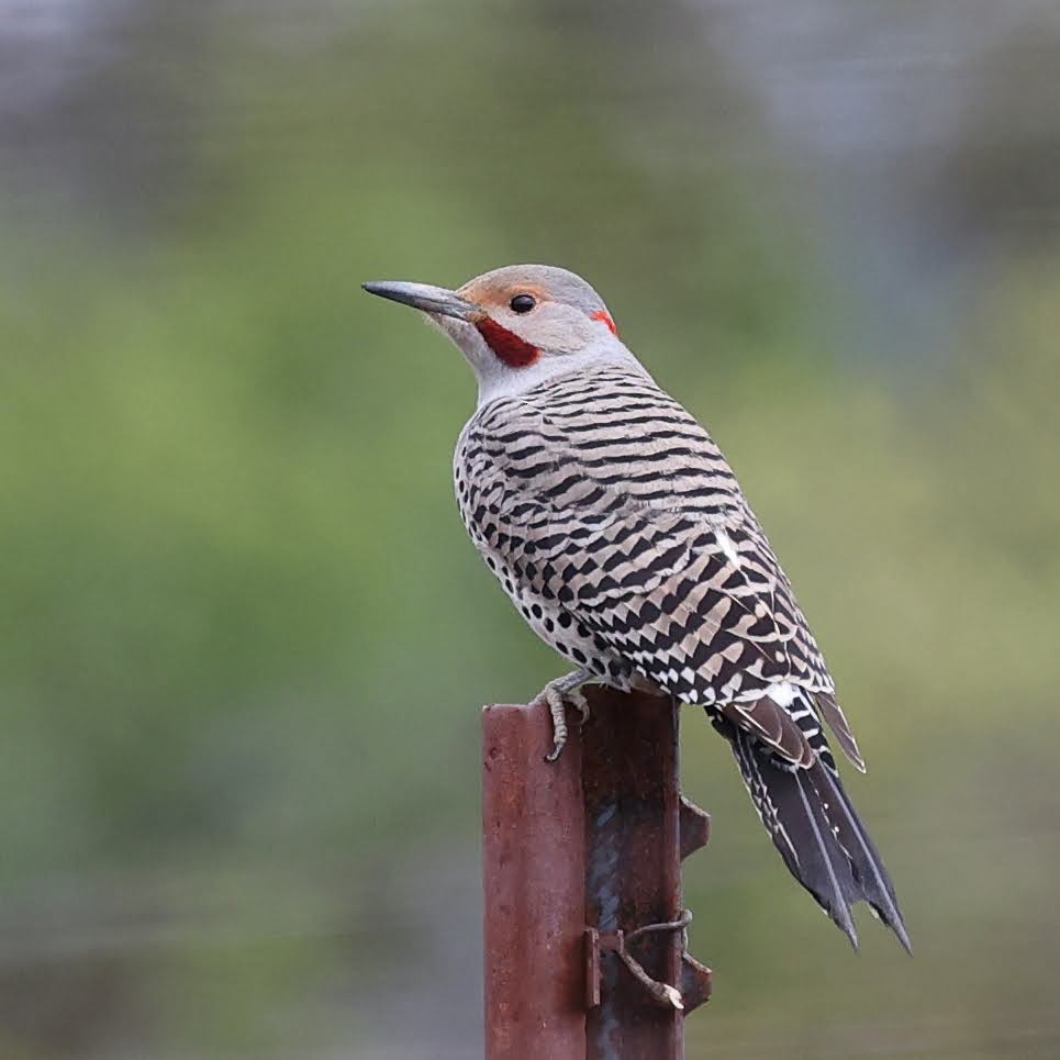 Northern Flicker (Yellow-shafted x Red-shafted) - ML429976421