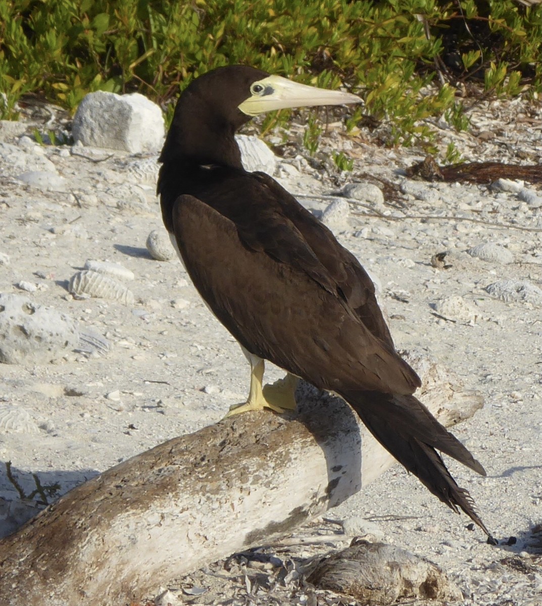 Brown Booby - ML429976821