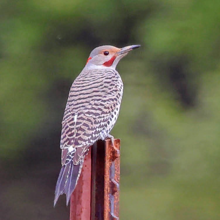 Northern Flicker (Yellow-shafted x Red-shafted) - ML429977231