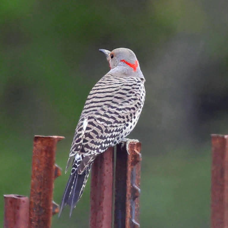 Northern Flicker (Yellow-shafted x Red-shafted) - ML429977721