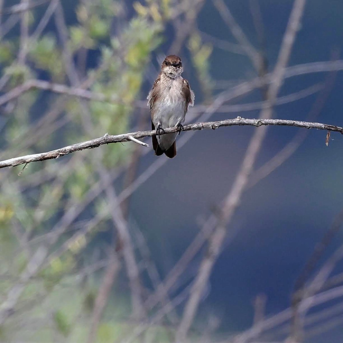Northern Rough-winged Swallow - ML429978031