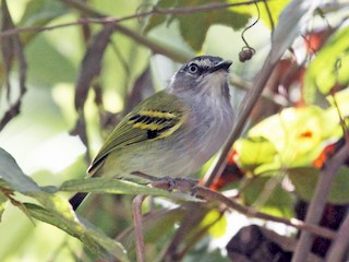  - Slate-headed Tody-Flycatcher