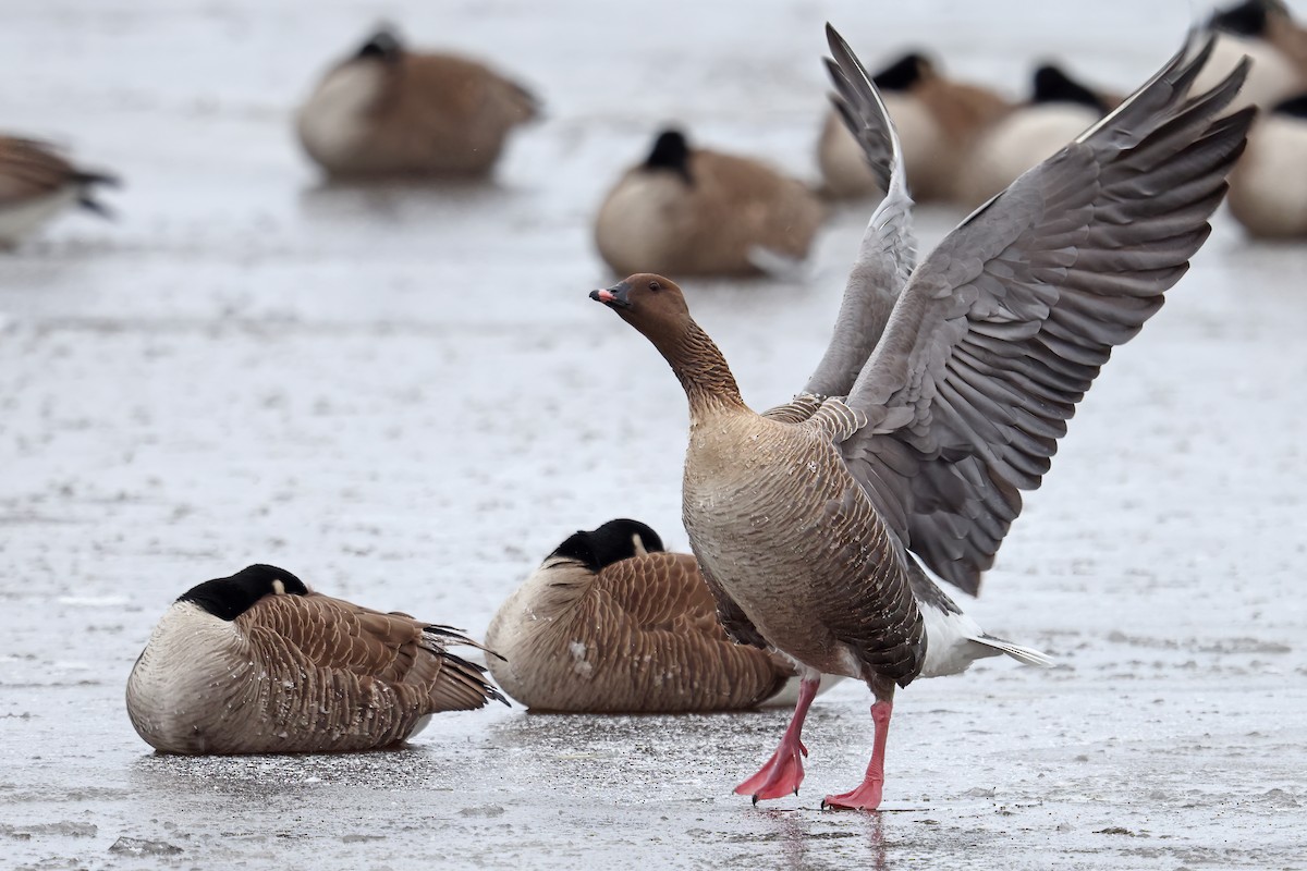 Pink-footed Goose - ML429979471