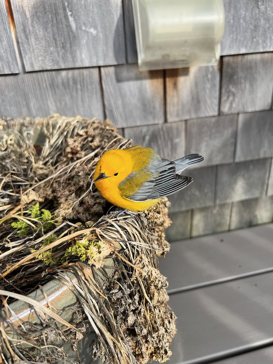 Prothonotary Warbler - ML429984871