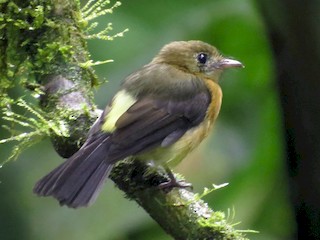  - Sulphur-rumped Flycatcher