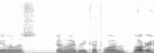 Loggerhead Shrike - ML42999
