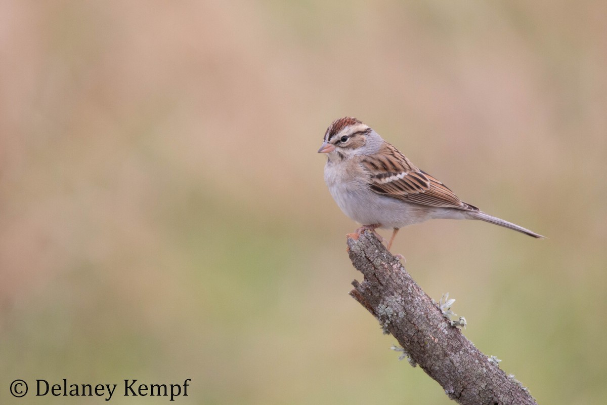 Chipping Sparrow - Delaney Kempf