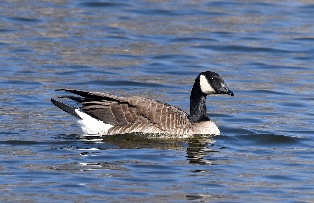 Cackling Goose (Taverner's) - ML429995081