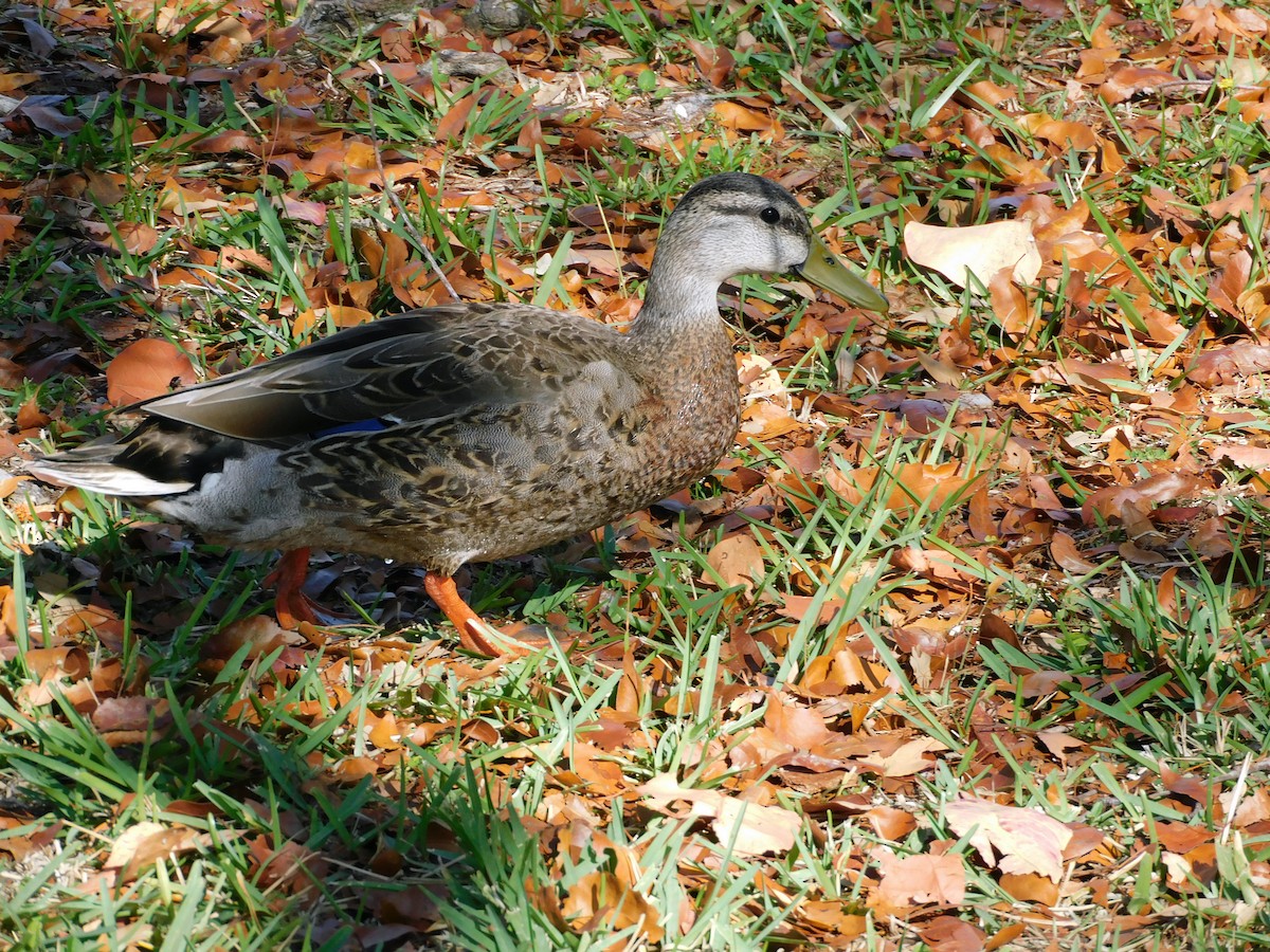 Mallard x Mottled Duck (hybrid) - Mark Penkower