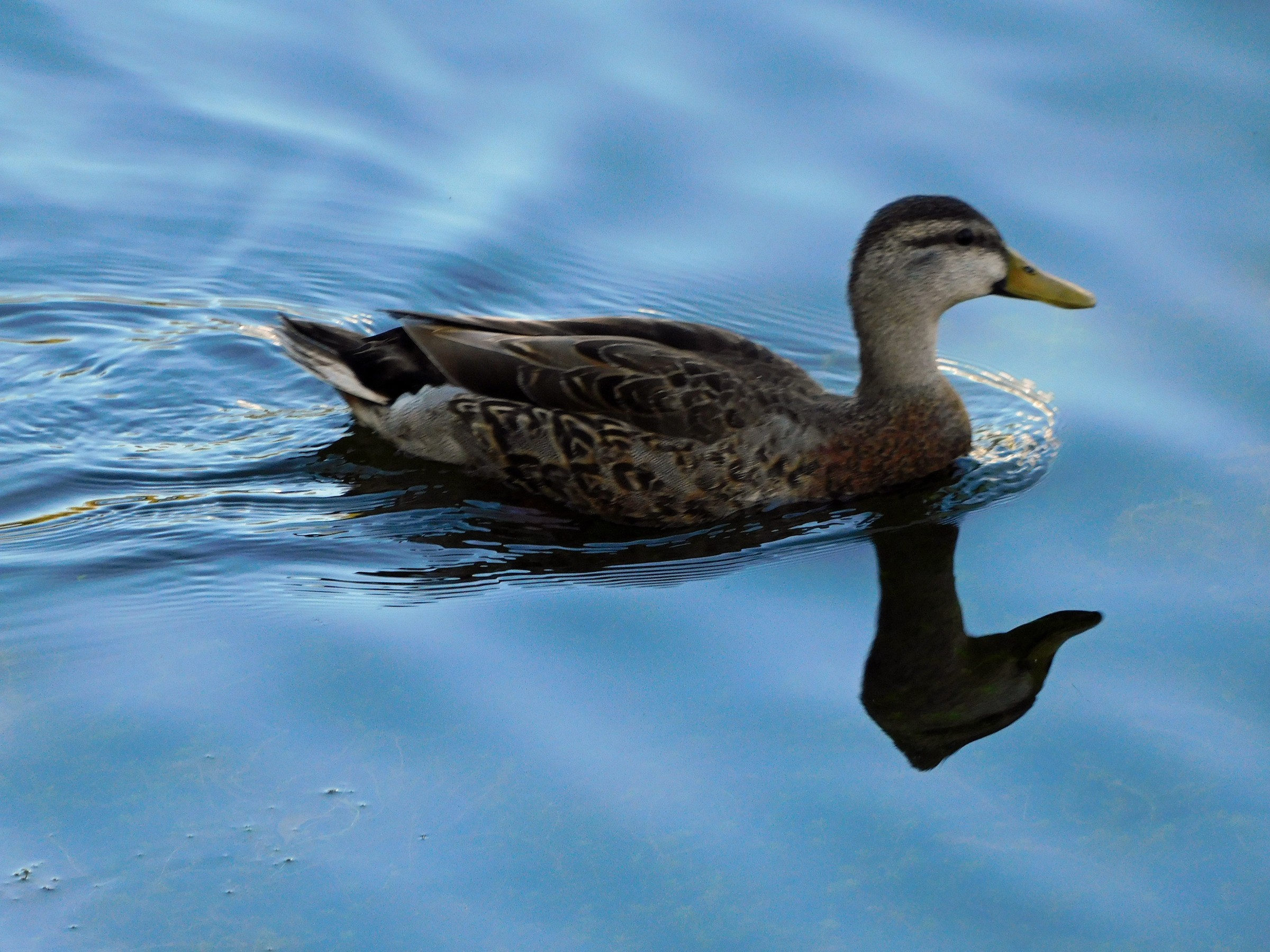 Mottled Duck x Mallard Hybrid? - Help Me Identify a North American Bird