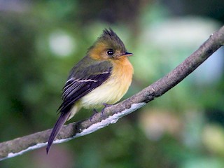  - Tufted Flycatcher