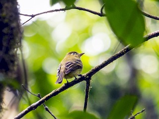  - Yellowish Flycatcher