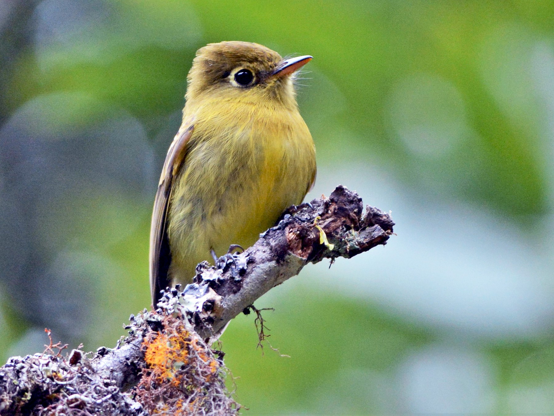 Yellowish Flycatcher - David Hollie