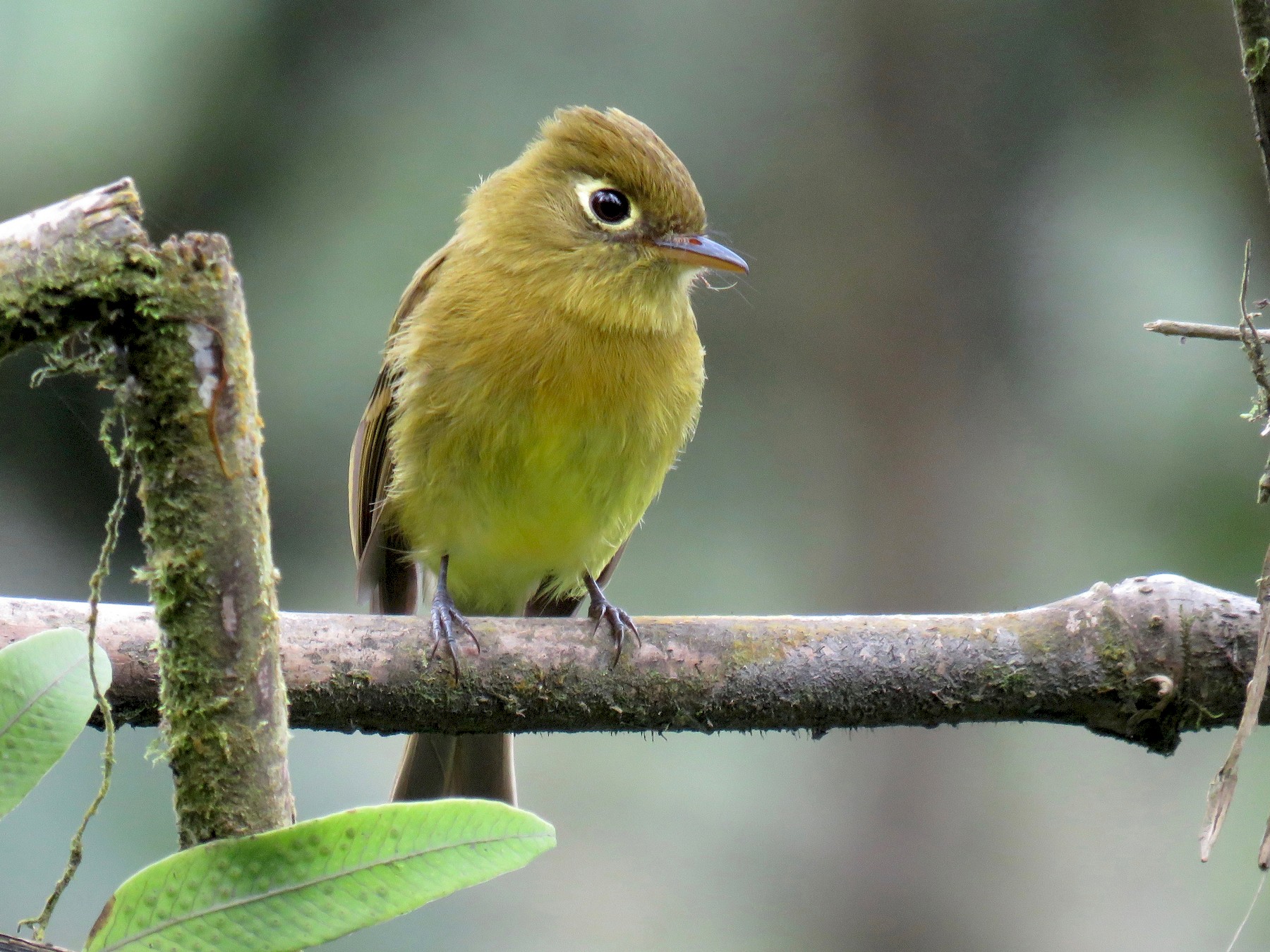 Yellowish Flycatcher - John van Dort