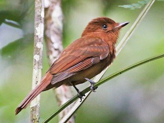 Rufous Mourner - Rhytipterna holerythra - Birds of the World