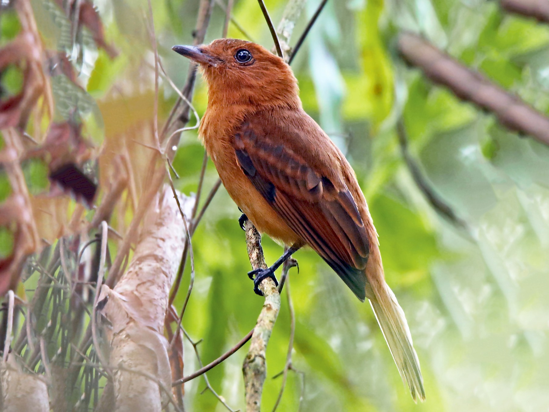 Rufous Mourner - eBird