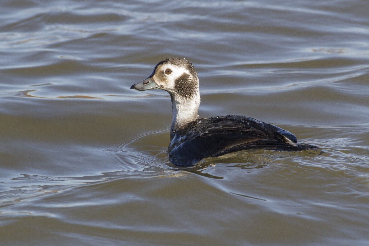 Long-tailed Duck - Jacob Drucker