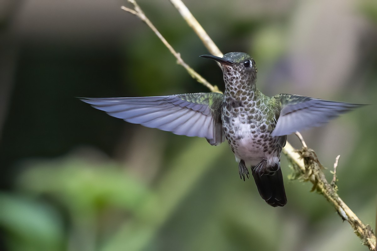 Many-spotted Hummingbird - Nina Hale