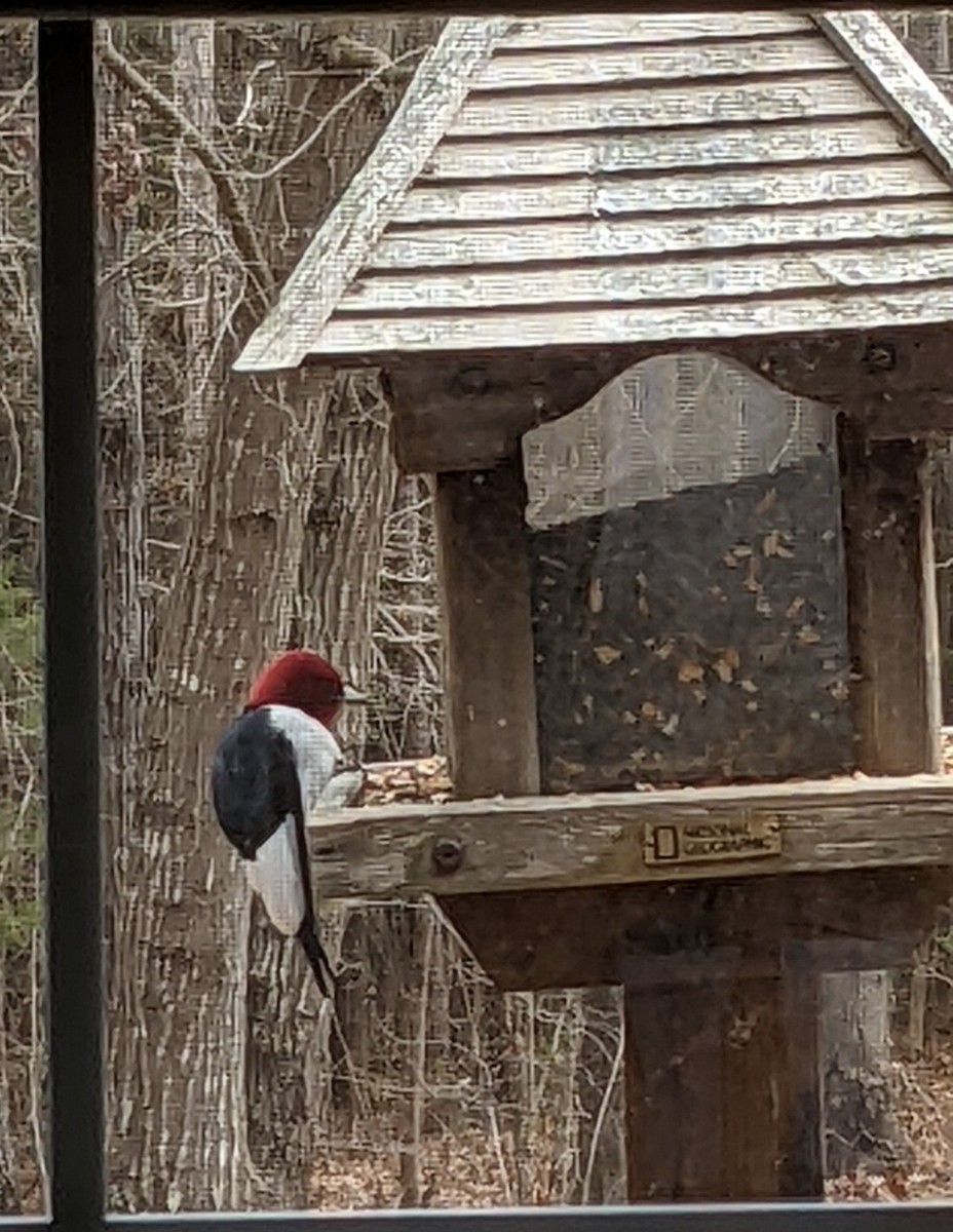 Red-headed Woodpecker - ML430006101