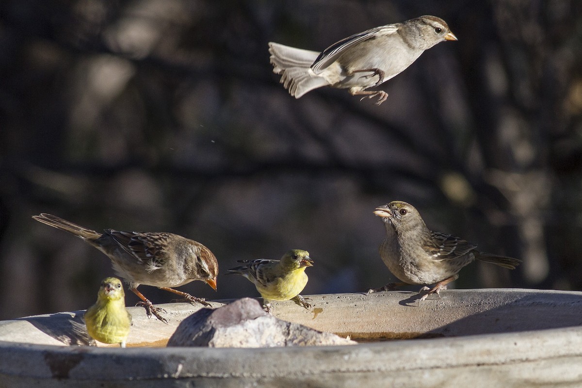 Golden-crowned Sparrow - Jacob Drucker