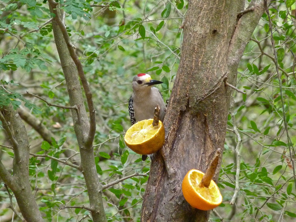 Golden-fronted Woodpecker - Jeffrey Thomas