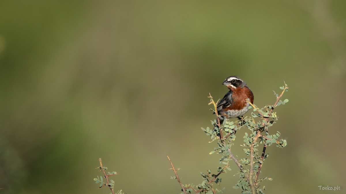 Black-and-chestnut Warbling Finch - ML430021581
