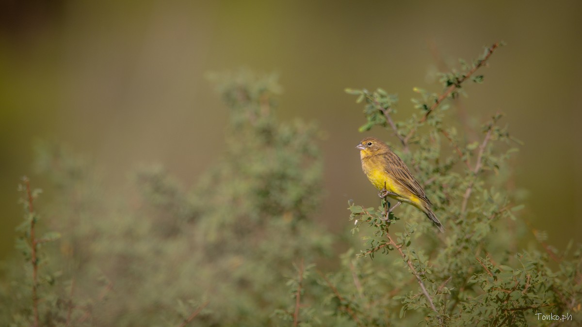 Grassland Yellow-Finch - Carlos Maure