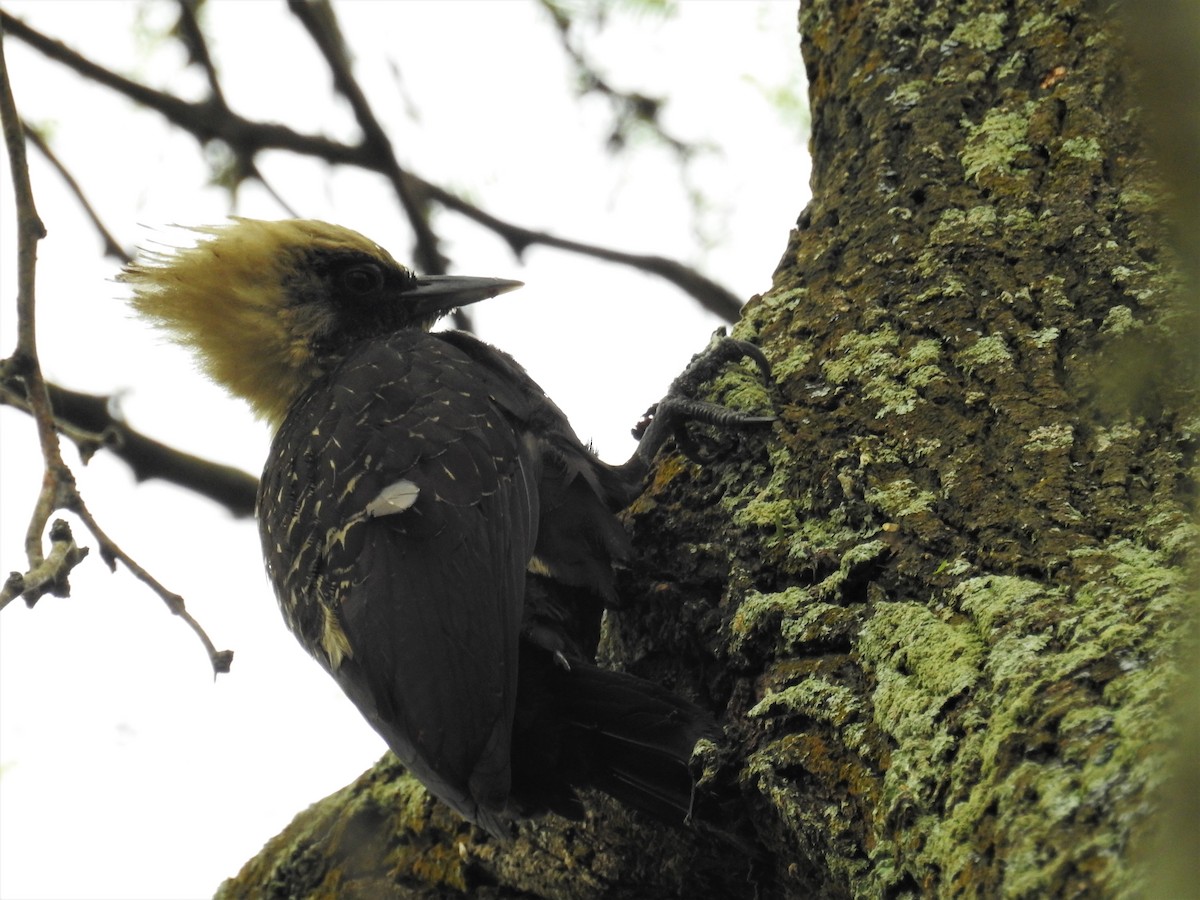 Pale-crested Woodpecker - ML430022491