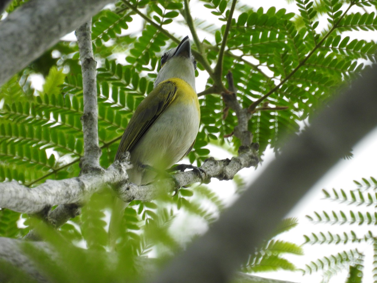 Green-backed Becard - ML430023761