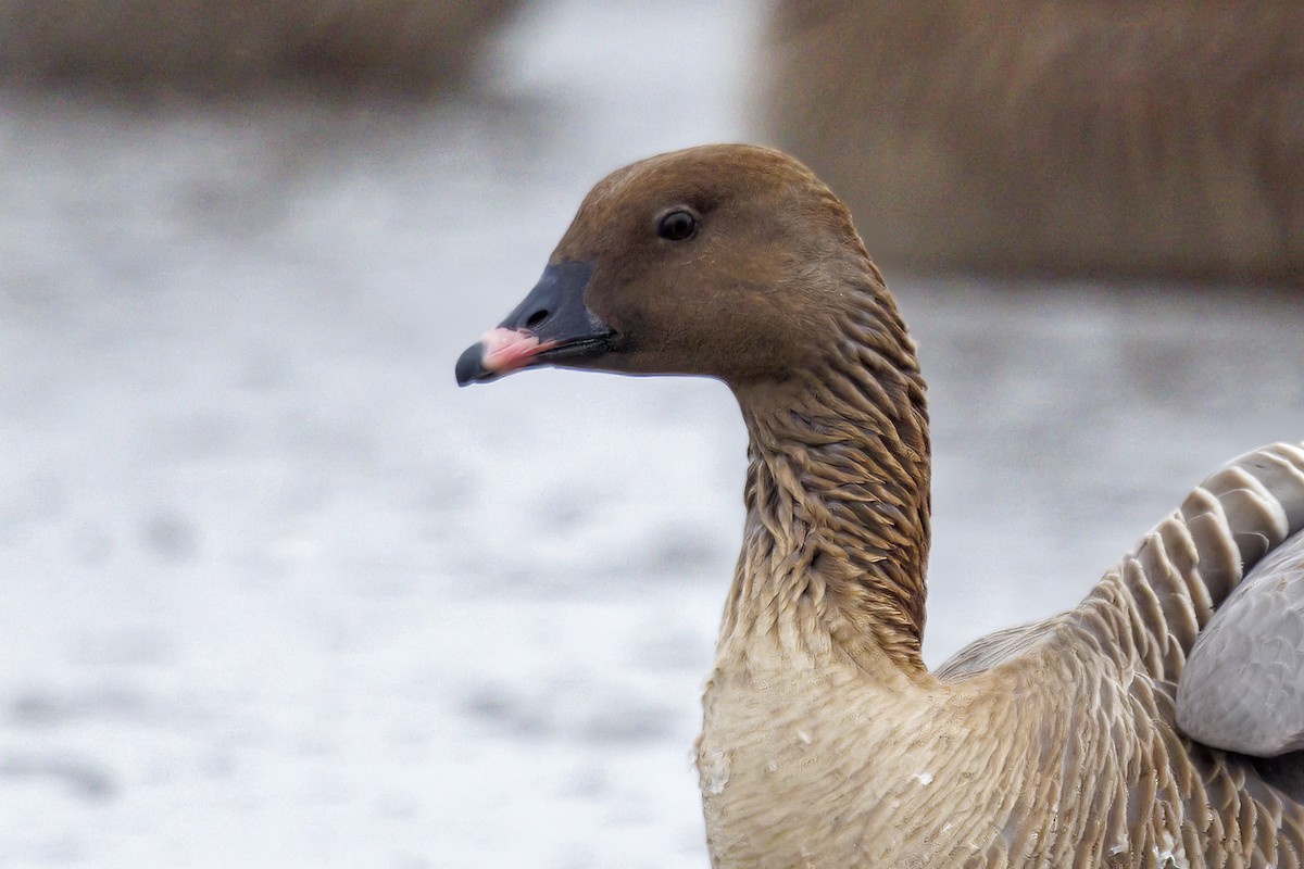 Pink-footed Goose - ML430030021