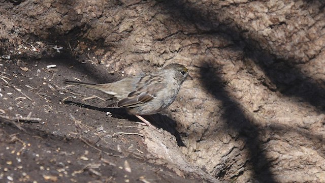 Golden-crowned Sparrow - ML430038241