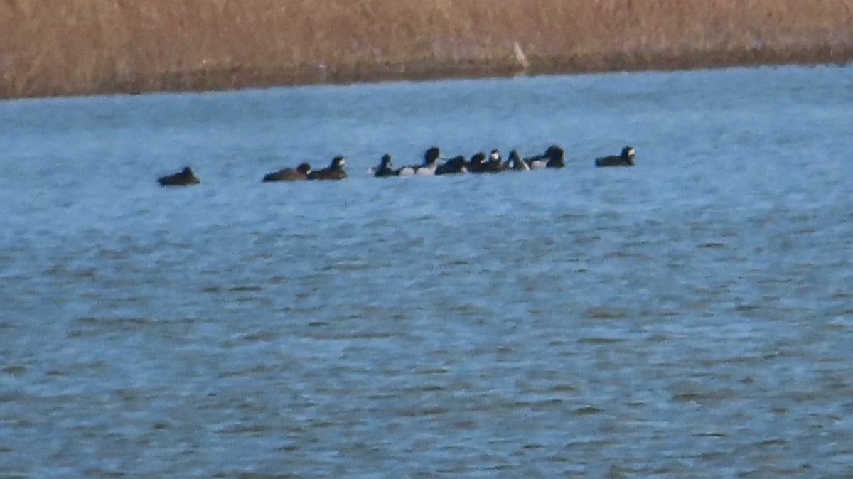 Greater/Lesser Scaup - ML430053231