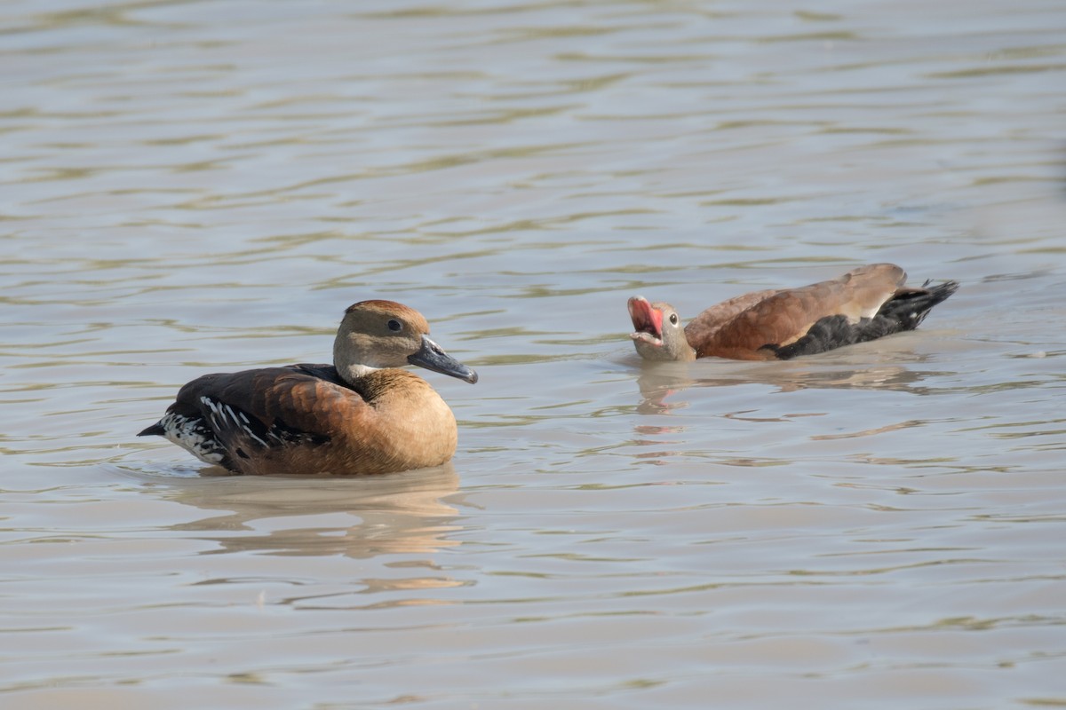 Fulvous Whistling-Duck - ML430055721