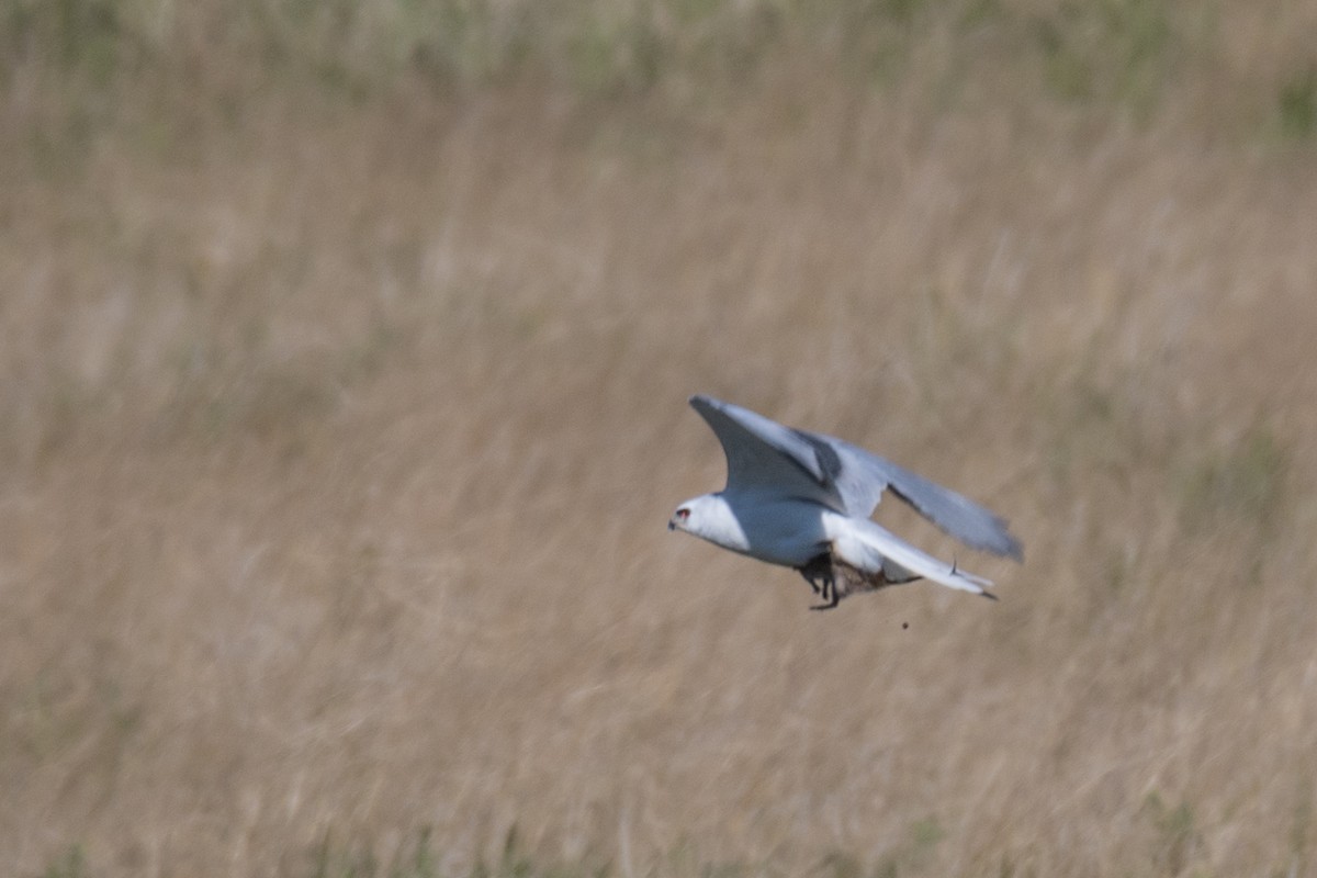 White-tailed Kite - ML430055961