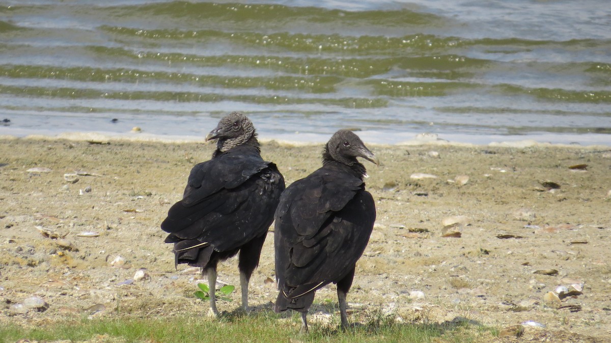 Black Vulture - Lisa Owens