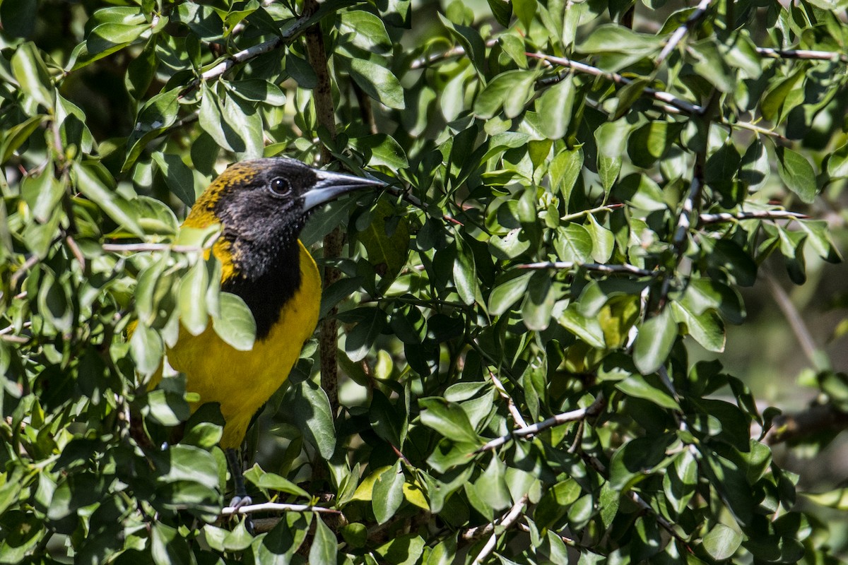 Audubon's Oriole - Erin Avram