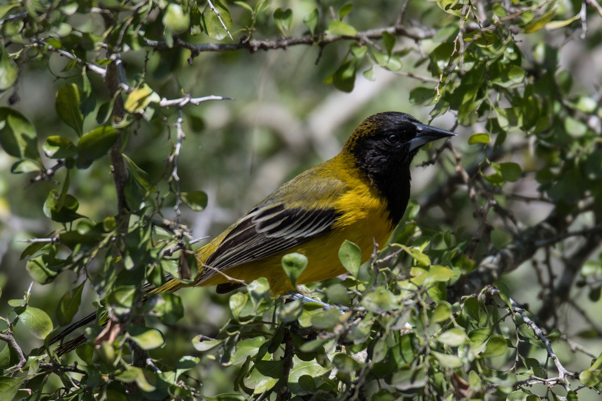 Audubon's Oriole - Erin Avram