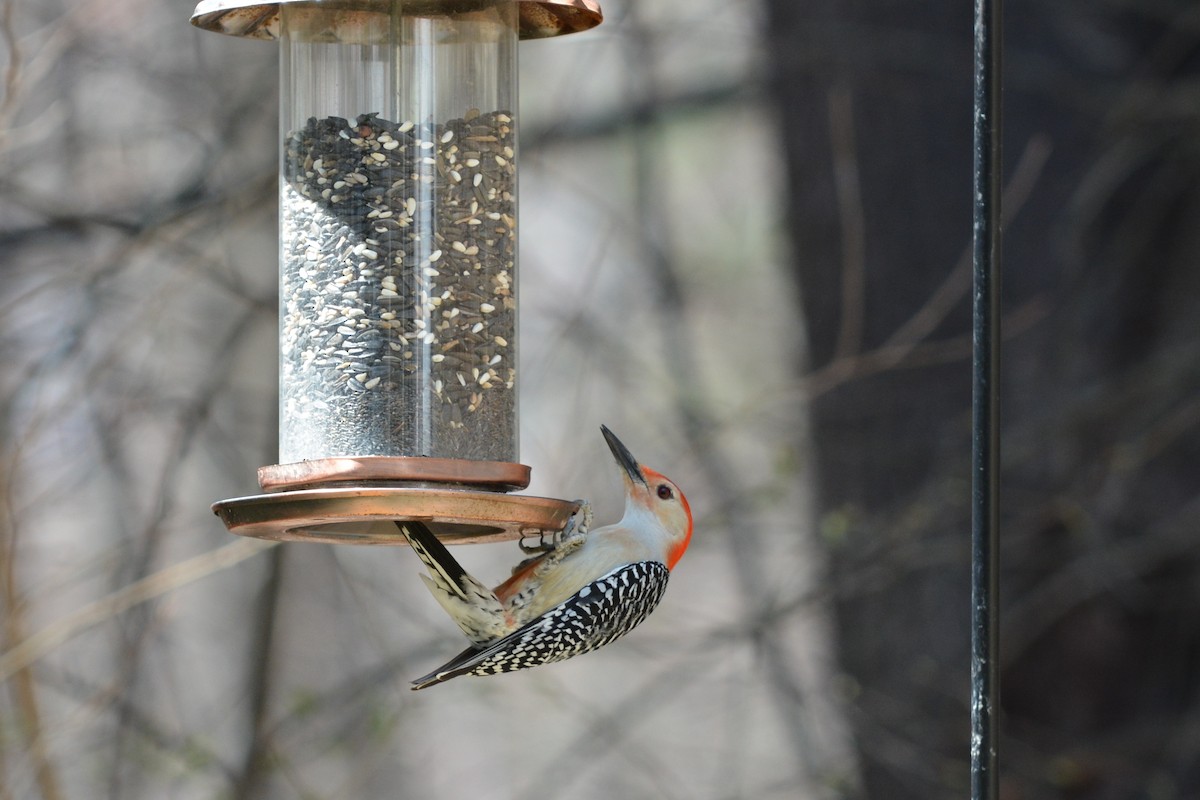 Red-bellied Woodpecker - ML43005921