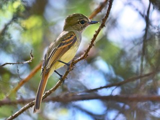  - Flammulated Flycatcher