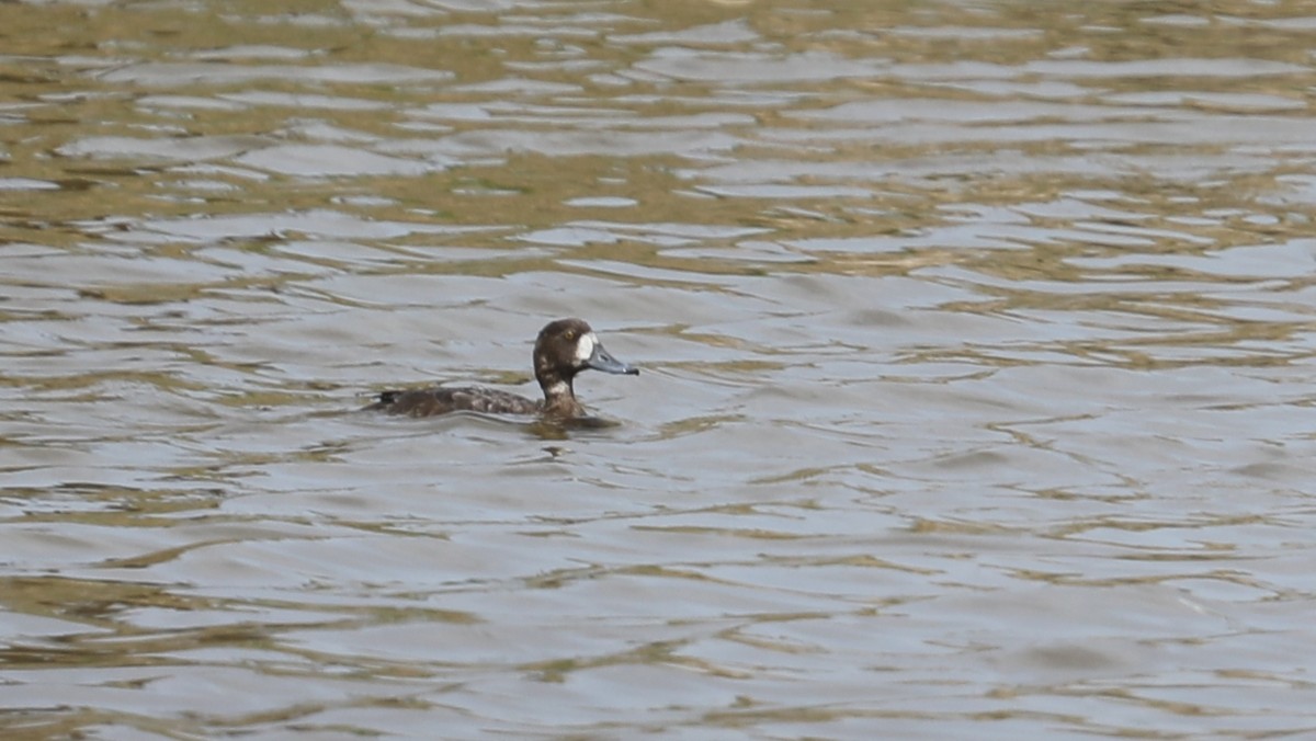 Greater Scaup - ML430075751