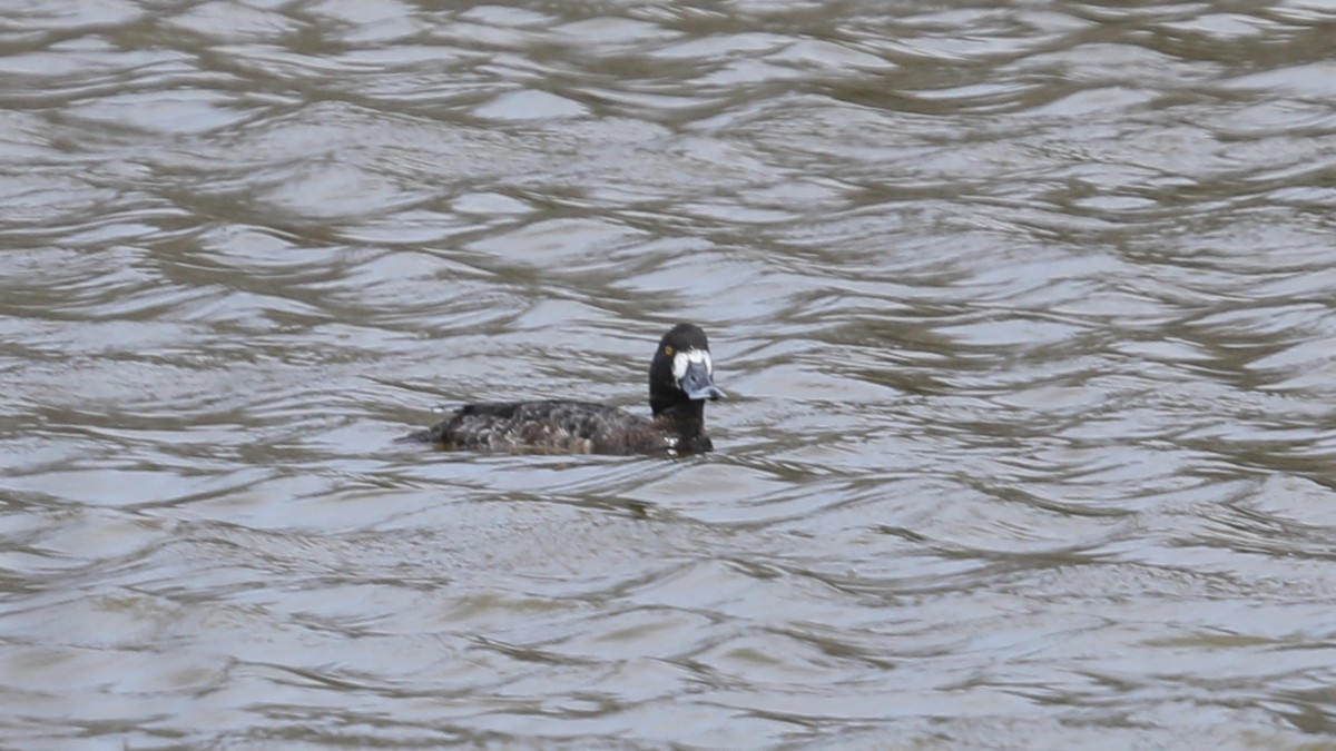 Greater Scaup - Andrew Orgill