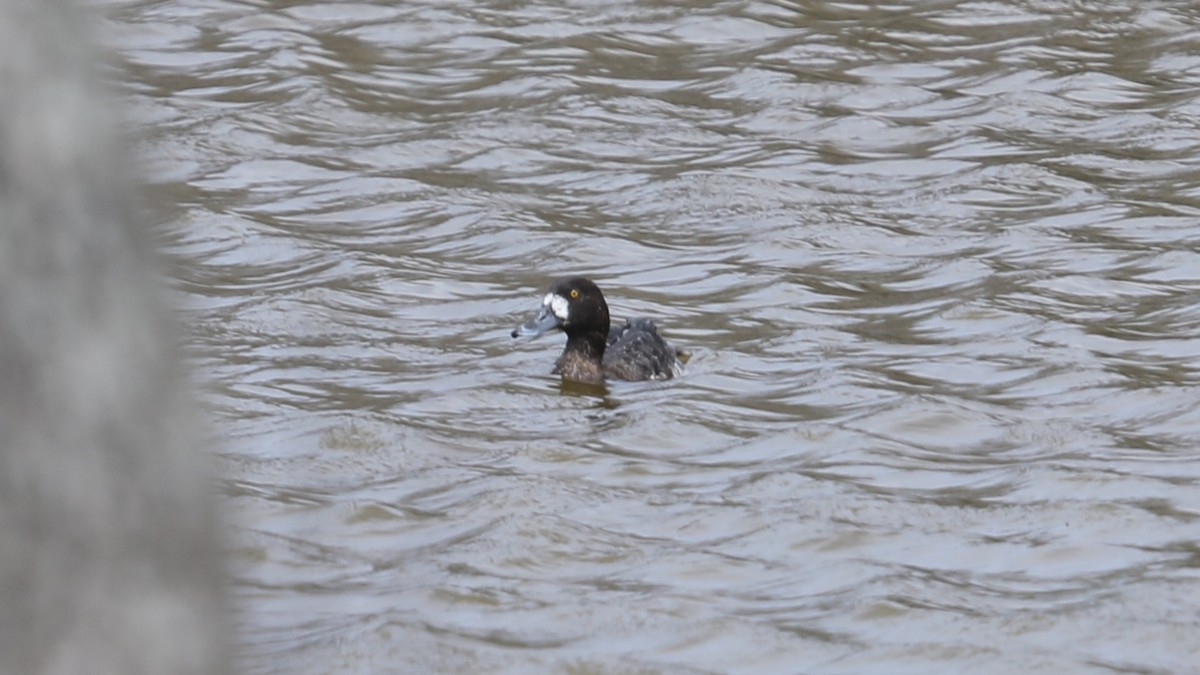 Greater Scaup - ML430075771