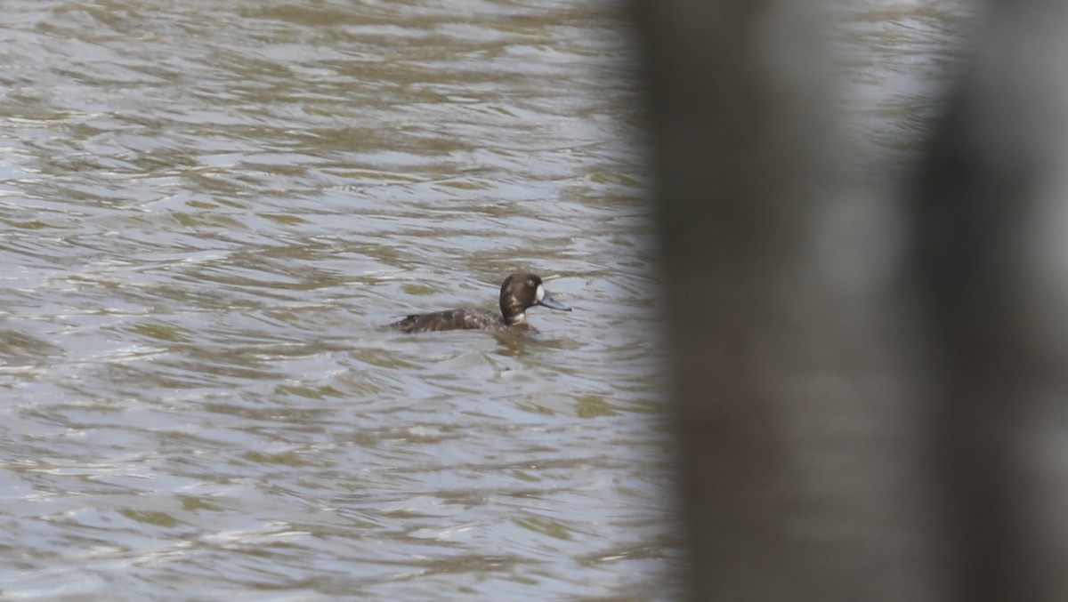 Greater Scaup - ML430075781