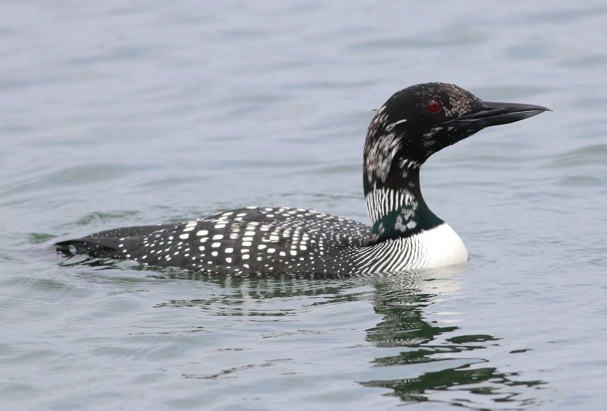 Common Loon - Gary Graves