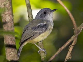  - Plain Antvireo