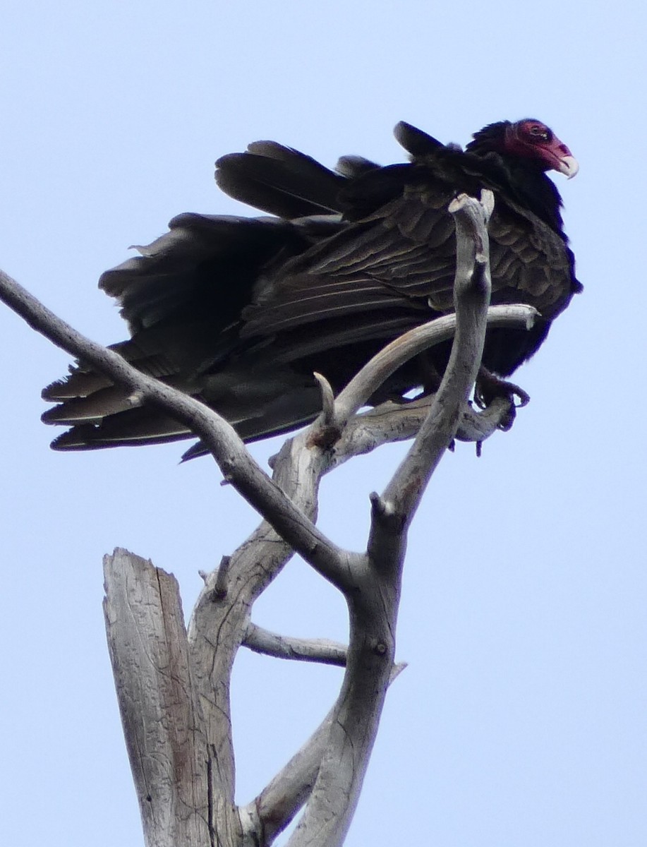 Turkey Vulture - ML430092301